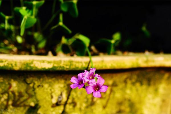 傳說四葉草每一片葉子代表不同的意思，都是人生中夢寐以求的東西