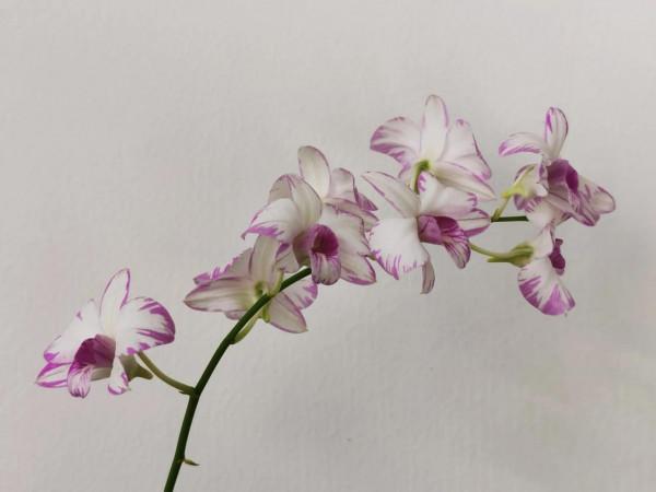 四顆出花劍了 四顆出花劍了