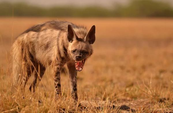 鬣狗愛乾淨?事實上關於鬣狗的這些傳聞都不真實,它們也不是犬科 鬣狗愛乾淨?事實上關於鬣狗的這些傳聞都不真實,它們也不是犬科