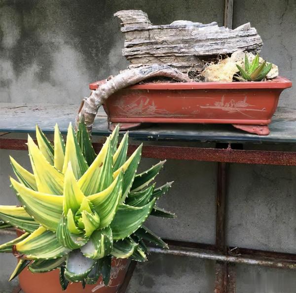 &OpenCurlyDoubleQuote;懶人&rdquo;就養這10種花，一個月不澆水也死不了，多曬少管更健壯