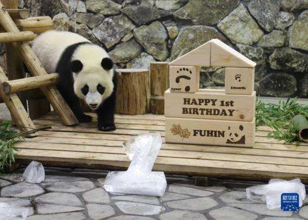 日本為大熊貓幼崽“楓浜”慶祝一歲生日 日本為大熊貓幼崽“楓浜”慶祝一歲生日