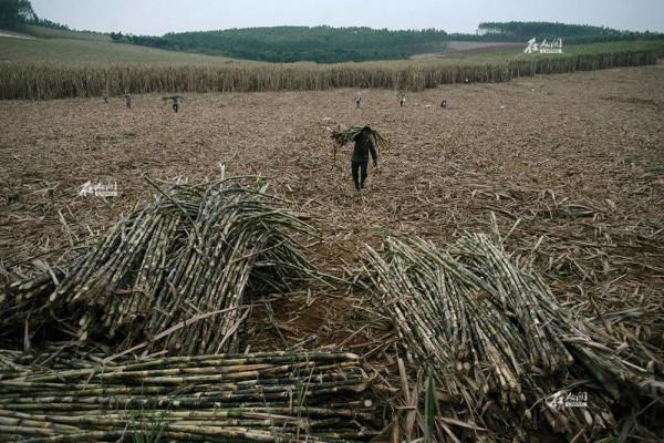 50張照片記錄著最真實的農村生活,這才是我們最深刻的回憶 50張照片記錄著最真實的農村生活,這才是我們最深刻的回憶