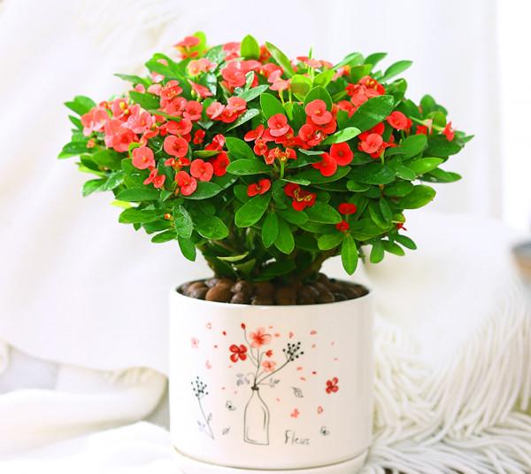 越漂亮的花越“有毒”！快來認識這12種大毒花，漲“知識”不吃虧