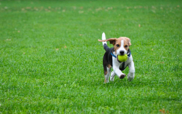 狗狗想告訴你的21件事,看完被感動到了 狗狗想告訴你的21件事,看完被感動到了