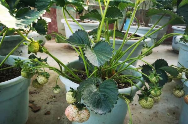 冬天如何在家種植草莓？做到2步，開花很多、碩果累累、漂亮美味