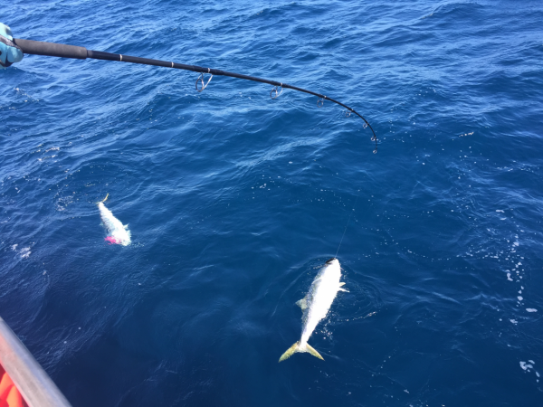 釣到一條100斤的魚是什麼體驗：彷彿在和水裡的火車頭拔河