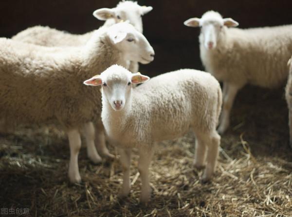 我養的兩隻牧羊犬曾咬死狼，我坐火車離開草原後，它們每天都去車站等我