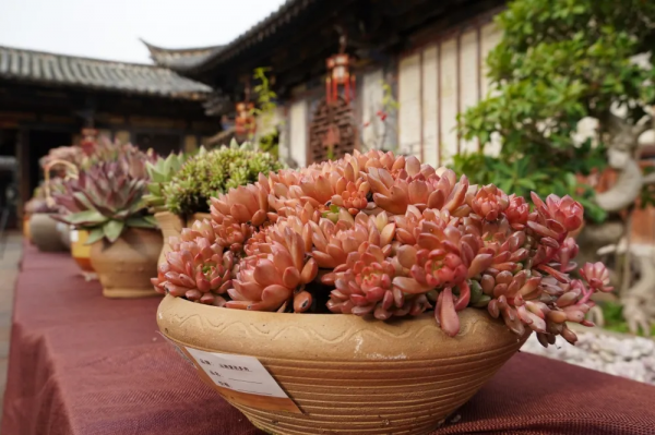 春節到朱家花園看多肉