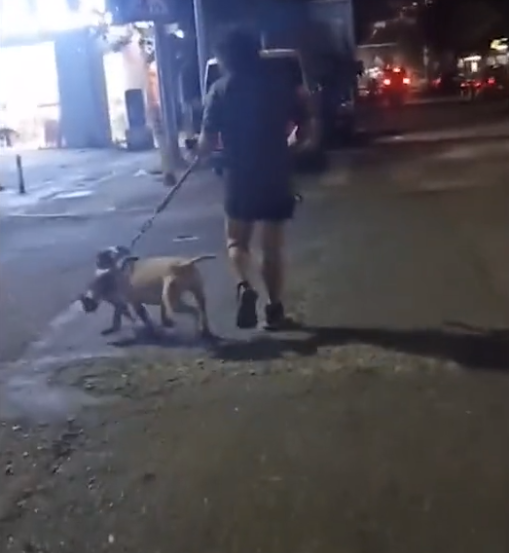 過分！廣東一女子發現流浪貓被狗咬住，一路懇求狗主人施救遭無視