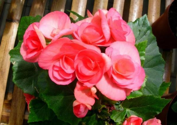 “海棠花”做好這“5步”,一年“花期”365天,天天開“新花” “海棠花”做好這“5步”,一年“花期”365天,天天開“新花”