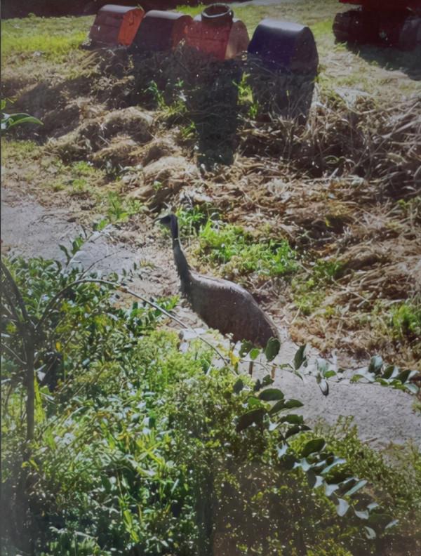 鴯鶓戰爭：1932年，帶機槍的“澳大利亞皇家軍團”，被一群鳥擊敗