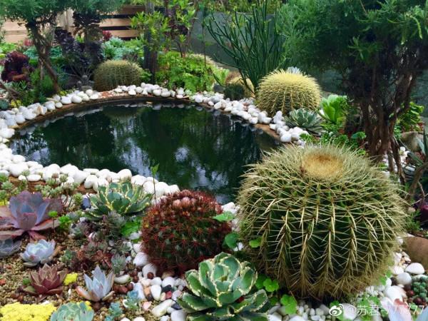 4年時間，靠一腔熱誠打造多肉花園