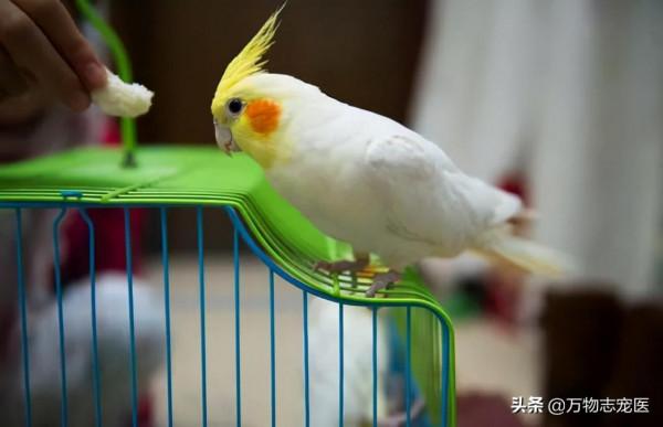 國內十大常見寵物鳥一覽,哪一種是你的最愛? 國內十大常見寵物鳥一覽,哪一種是你的最愛?