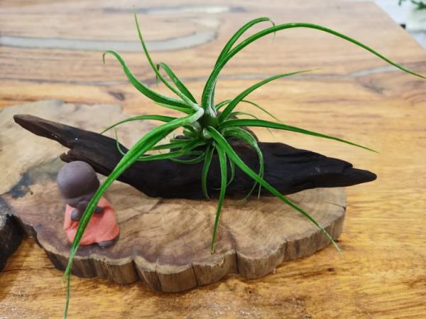 快春節了，來一波超讚木頭風園藝佳作欣賞