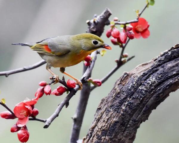 分享圖片，紅嘴相思鳥