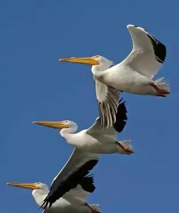 幾十年罕見的鳥，認識兩種算你牛.