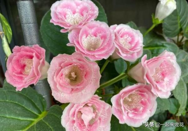 秋天養花，牢記3個重要知識點，養啥花都能輕鬆爆盆，新手須知