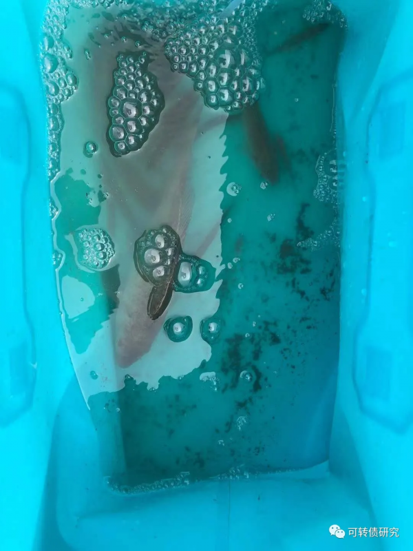 爽歪歪：2斤大鯽魚