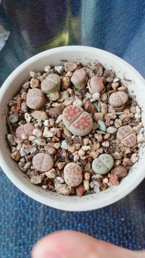 入多肉坑的那些日子