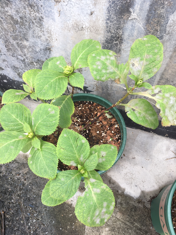 植物葉子出現“白霜”,是白粉病要謹慎起來,三個方法搞定 植物葉子出現“白霜”,是白粉病要謹慎起來,三個方法搞定