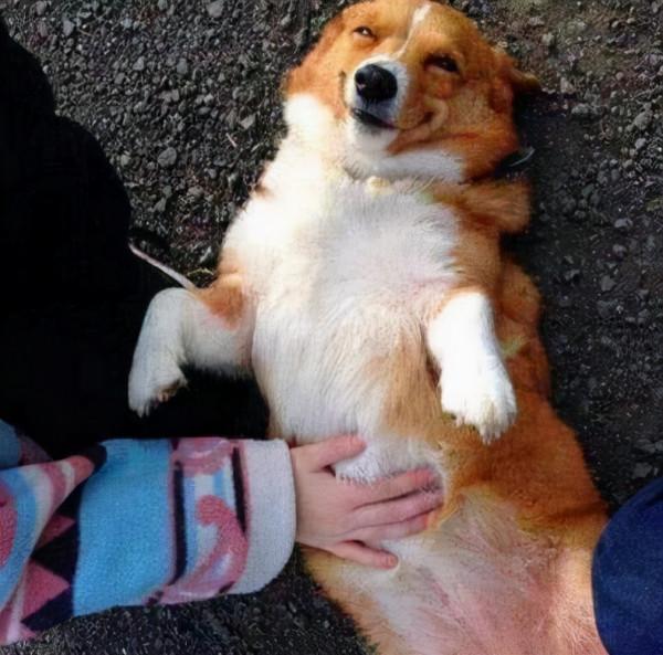 狗子最常見的一些動作所表達之意，你確定都清楚嗎？我看未必