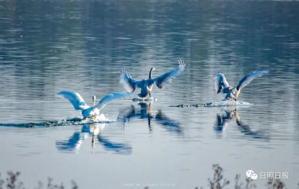 日照 · 冬 · “溼地精靈”​ 日照 · 冬 · “溼地精靈”​