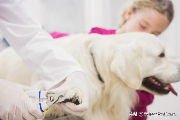 寵物突然不叫了,情況可能比你想象的要嚴重 寵物突然不叫了,情況可能比你想象的要嚴重