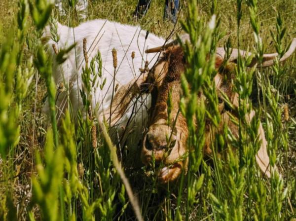 吃草防山火！澳大利亞“消防”山羊出動，為火災季節做準備