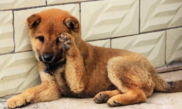 這幾種方式養狗,是在給狗狗“上刑”吧 這幾種方式養狗,是在給狗狗“上刑”吧