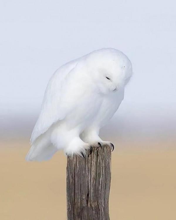 分享——最珍貴罕見的鳥