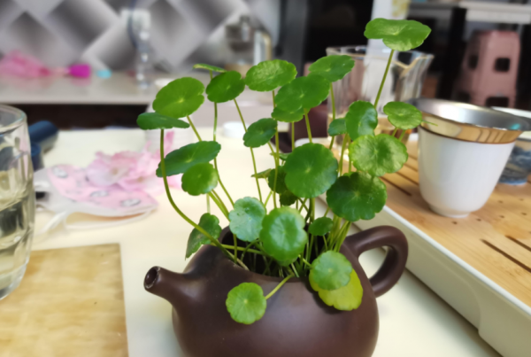 這3個細節到位，家庭養殖銅錢草，枝葉豐茂、更富有生機