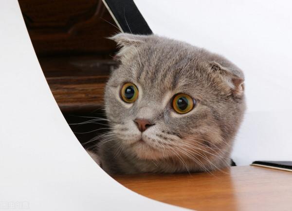 剛生出來的小貓吃什麼東西才好 剛生出來的小貓吃什麼東西才好