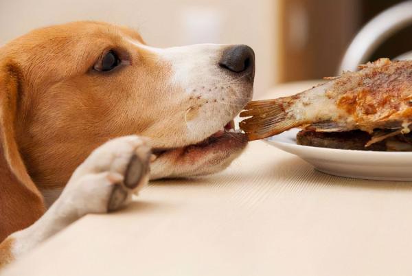 網友：這幾種狗，白送也不敢養，實在太能吃了