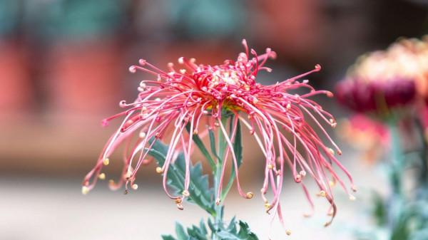 趙師秀作於病中的一首七言絕句,清麗明淨,積極樂觀,值得欣賞 趙師秀作於病中的一首七言絕句,清麗明淨,積極樂觀,值得欣賞