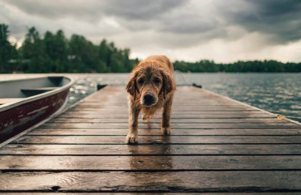 你可能不知道,其實這幾種方式,是老年狗在“告別” 你可能不知道,其實這幾種方式,是老年狗在“告別”