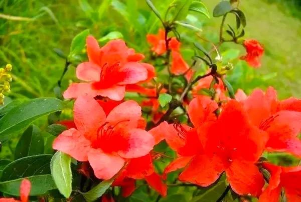 分享：“花中西施”映山紅，花開的時候，耀眼奪目，千嬌百媚