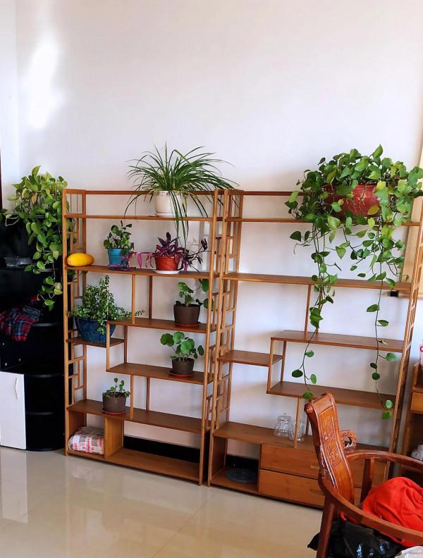 我家的花～剛剛換盆，還在緩秧期間。 圖片全部自拍