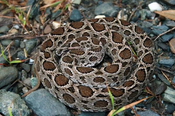 泰國圓斑蝰有多毒?被咬傷者:寧願被眼鏡蛇咬也不願意被它咬傷 泰國圓斑蝰有多毒?被咬傷者:寧願被眼鏡蛇咬也不願意被它咬傷