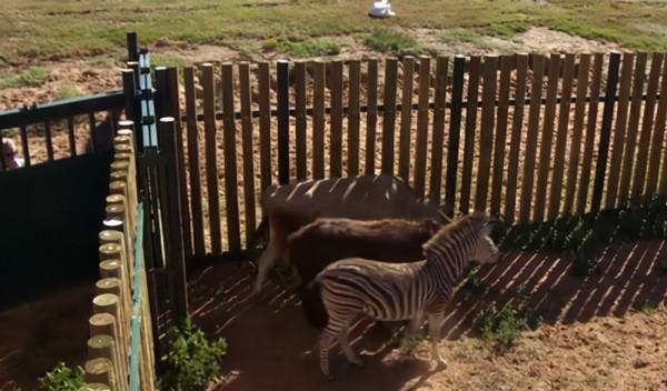 這隻貓天天和貓頭鷹幹架,卻打出了一段黑白配神仙友情 這隻貓天天和貓頭鷹幹架,卻打出了一段黑白配神仙友情
