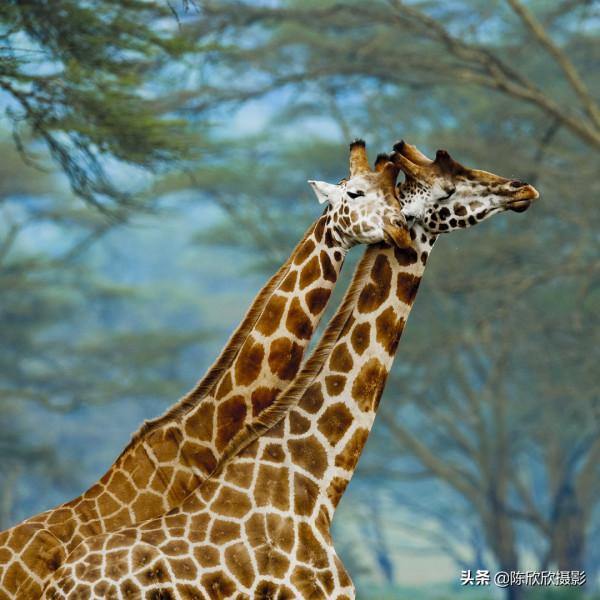 那庫魯保護區,成全你的瀟灑與冒險 那庫魯保護區,成全你的瀟灑與冒險