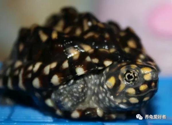 龜養多了難免厚此薄彼,分清主次才是關鍵 龜養多了難免厚此薄彼,分清主次才是關鍵