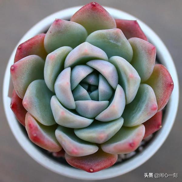 分享&mdash;&mdash;多肉，肉出花朵