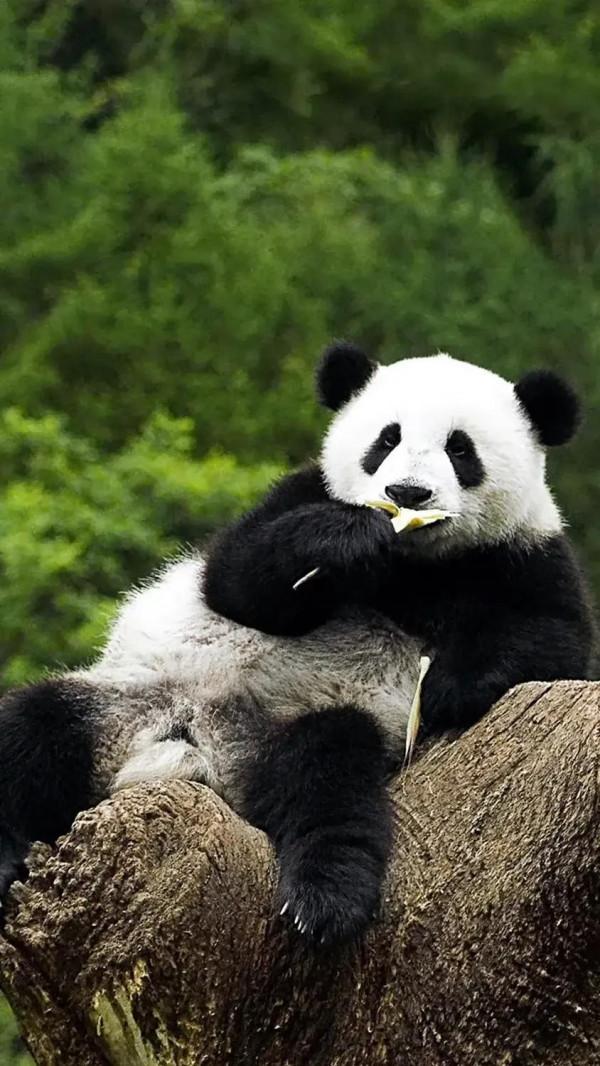 國寶“大熊貓”國家一級保護動物，這也太萌了吧