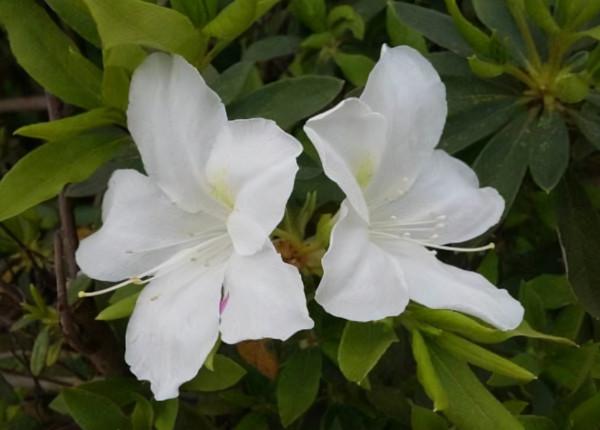 別看花開豔麗,其實“暗藏玄機”,4種“毒花”你知道嗎? 別看花開豔麗,其實“暗藏玄機”,4種“毒花”你知道嗎?