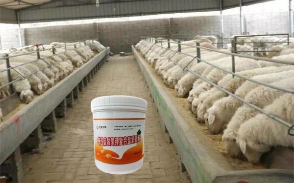 肉羊快速育肥 為羊肉熱賣做準備 肉羊快速育肥 為羊肉熱賣做準備