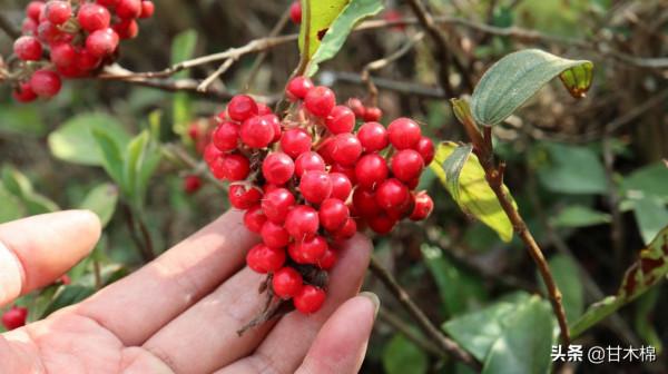 帶你一起回味62種南方野果子,它們是物質匱乏年代小朋友的零食 帶你一起回味62種南方野果子,它們是物質匱乏年代小朋友的零食