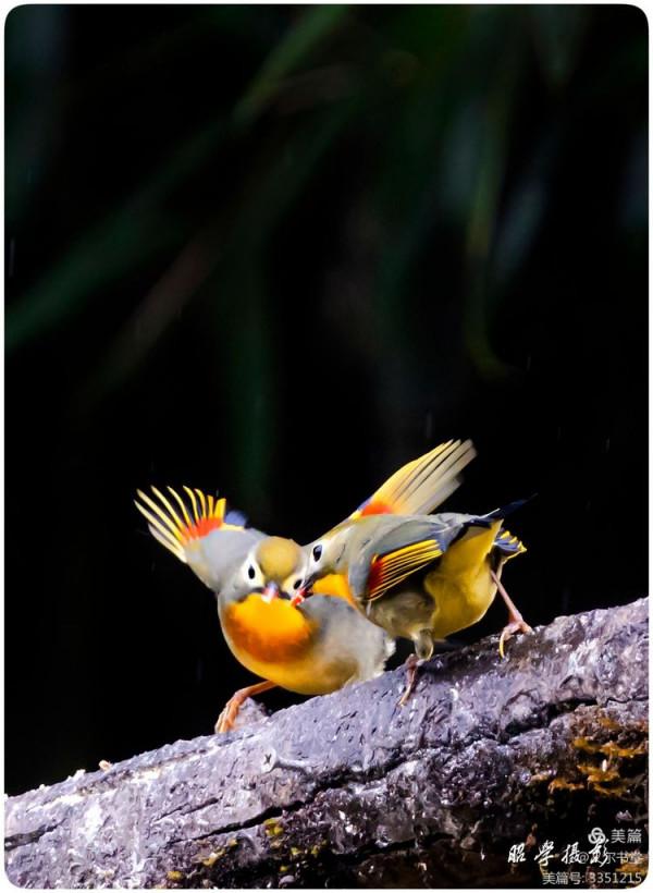 又爾書堂：紅嘴相思鳥一一忠貞愛情的楷模