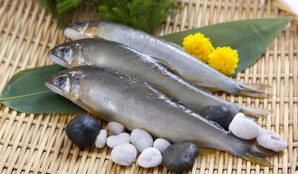 它叫“香魚”，不腥反而有黃瓜香味，出口日本成高檔魚100元1斤