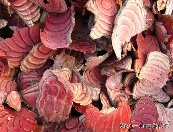 用這種“天仙藤”加它餵雞，土雞產蛋多，幾乎沒有休蛋期