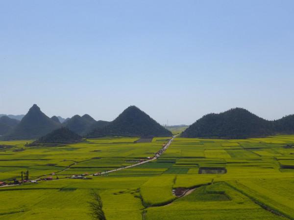 我對羅平的油菜花似乎也有&OpenCurlyDoubleQuote;七年之癢&rdquo;